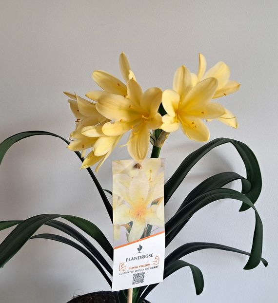  - x Alte plante cu flori