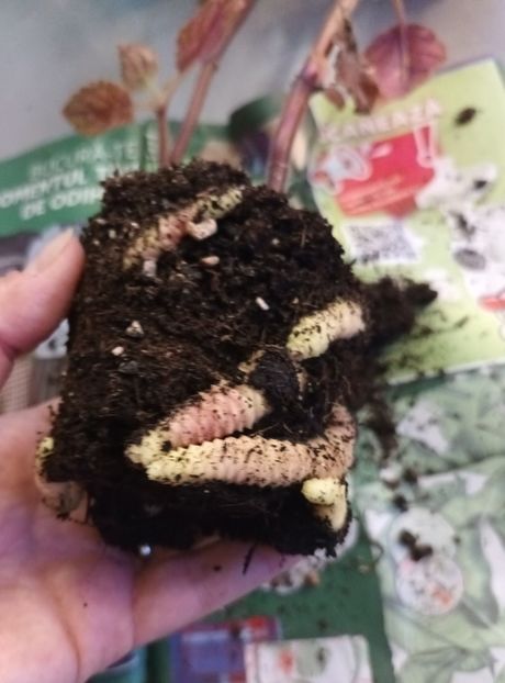 2❤️23 - Northwoods Sunburst xA