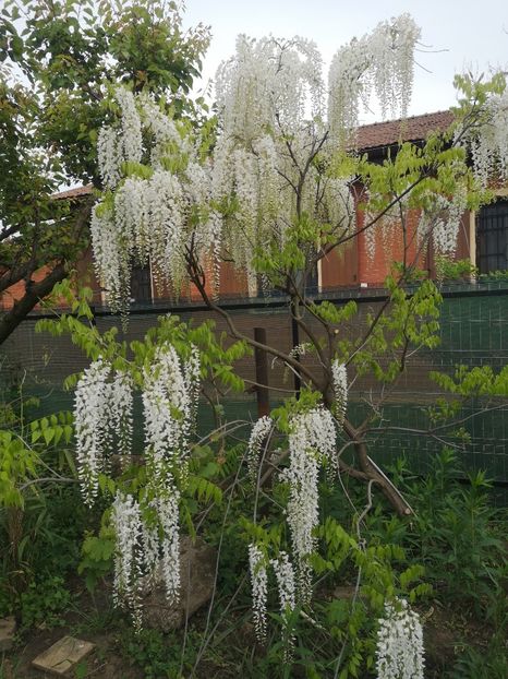  - arbori ornamentali 2023