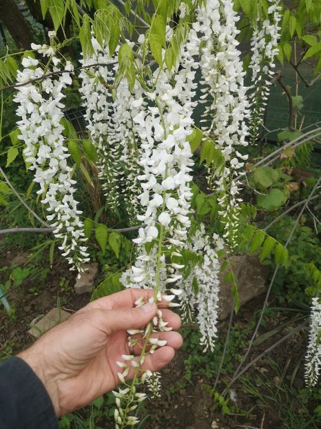  - arbori ornamentali 2023