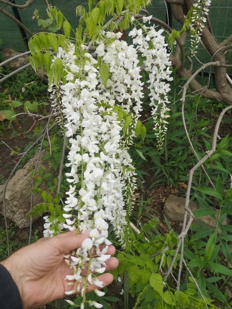  - arbori ornamentali 2023