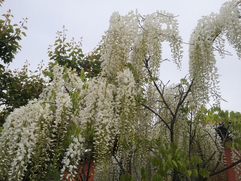  - arbori ornamentali 2023