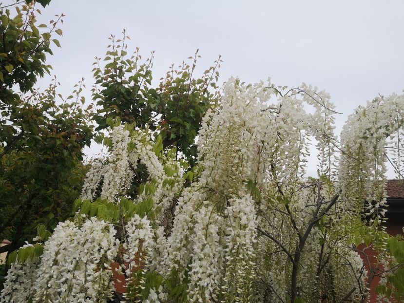  - arbori ornamentali 2023