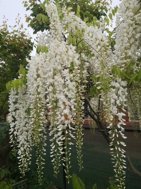  - arbori ornamentali 2023