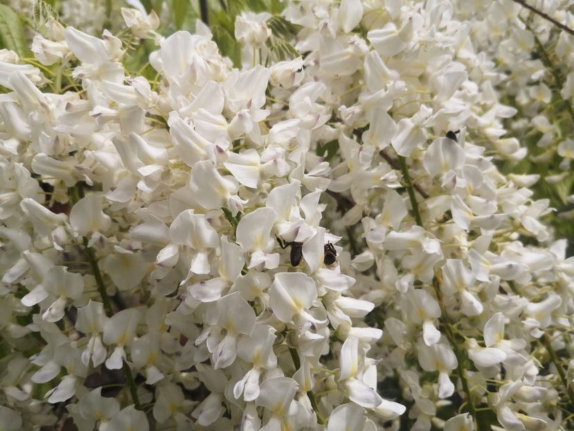  - arbori ornamentali 2023