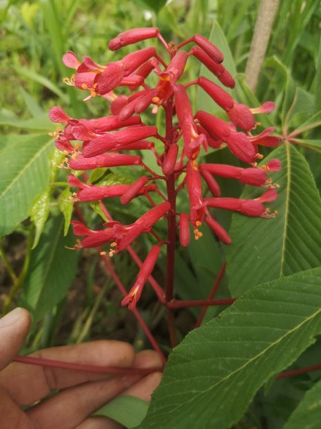 castan rosu-Aesculus Pavia - arbori ornamentali 2023