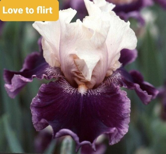  - Love To Flirt