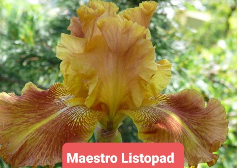  - Maestro Listopad