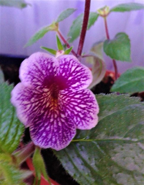  - ACHIMENES 2023
