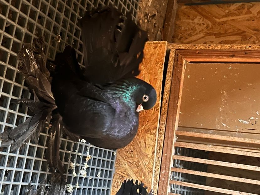 8E7E43F6-1F6A-47A2-98B5-4DBA031ADA3A - Rostow negru