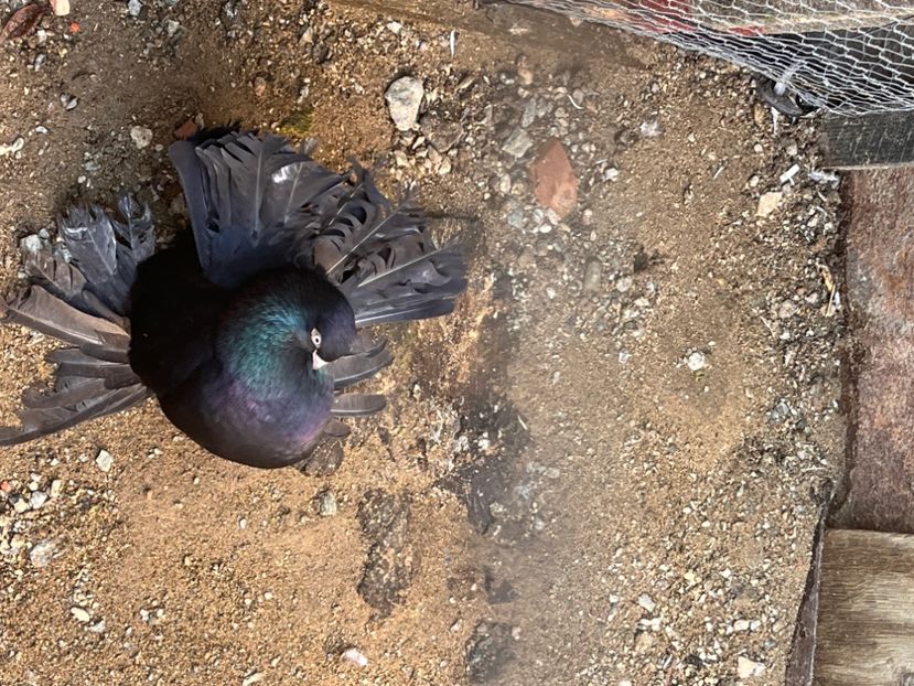 21431893-0292-473D-8C2E-DBCCB2C45E5D - Rostow negru