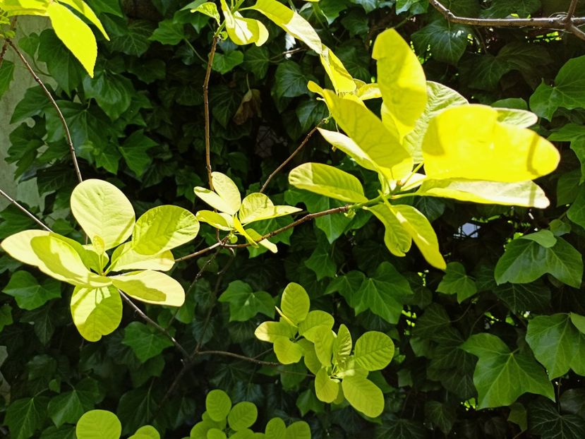 Cotinus Golden - Grădina 2023 continuare 2