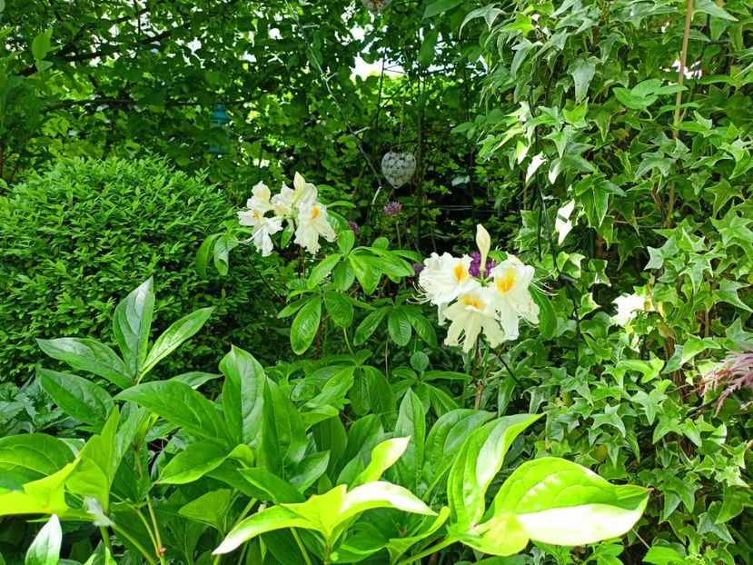  - Grădina 2023 continuare 2