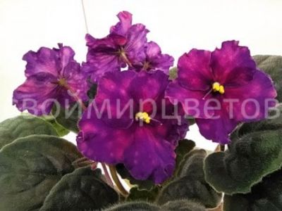 СВ-Город Сочи - SV-Gorod Sochy