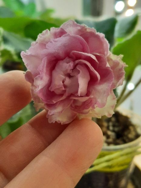  - LE Madam Pompadour