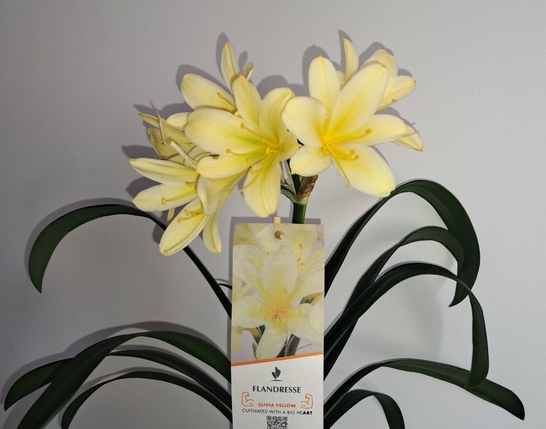  - x Alte plante cu flori