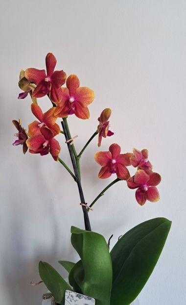  - Phalaenopsis 2