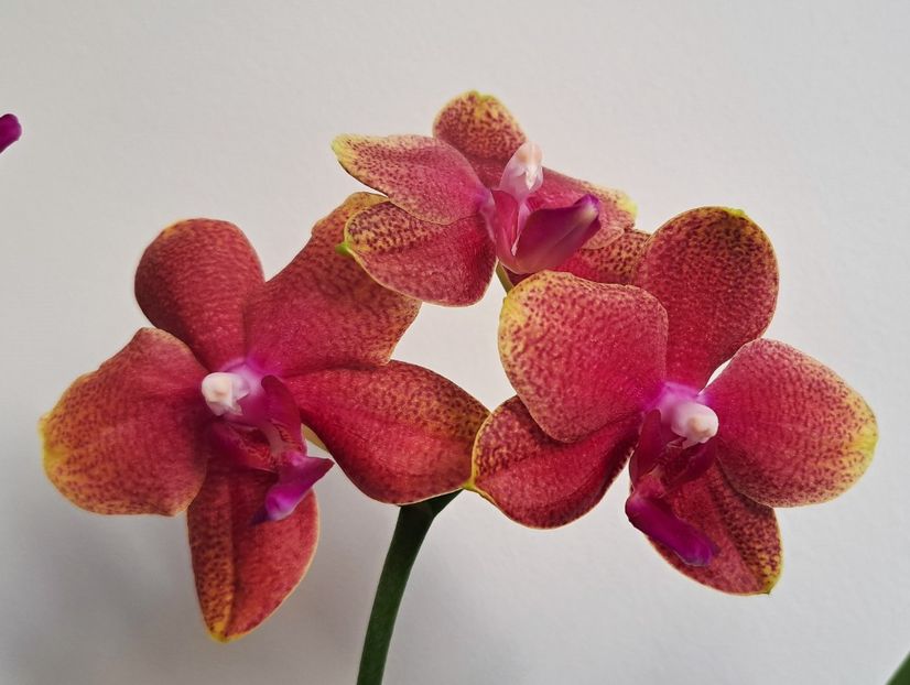  - Phalaenopsis 2