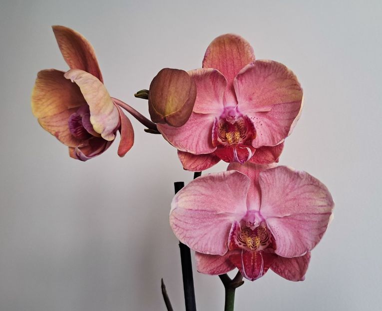  - Phalaenopsis 2