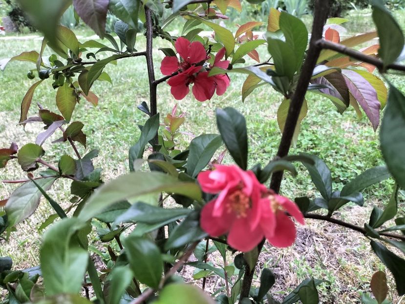 gutui japonez - Primăvara 2023