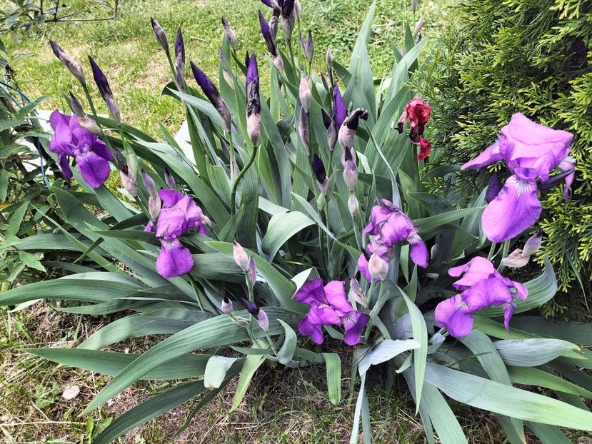 IMG20230514182643 - Primăvara 2023