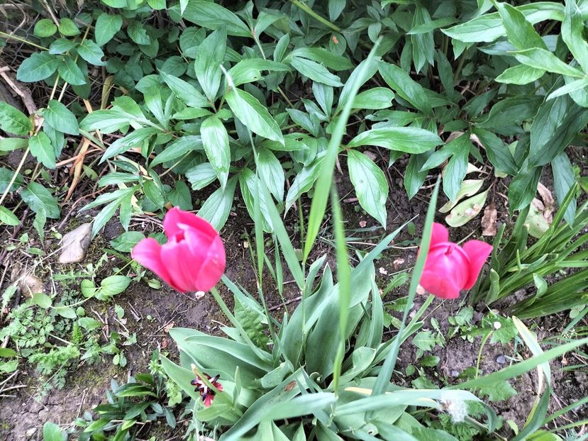 IMG20230514182626 - Primăvara 2023