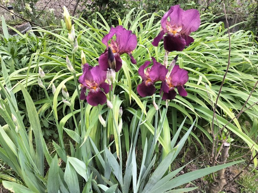 IMG20230514182529 - Primăvara 2023