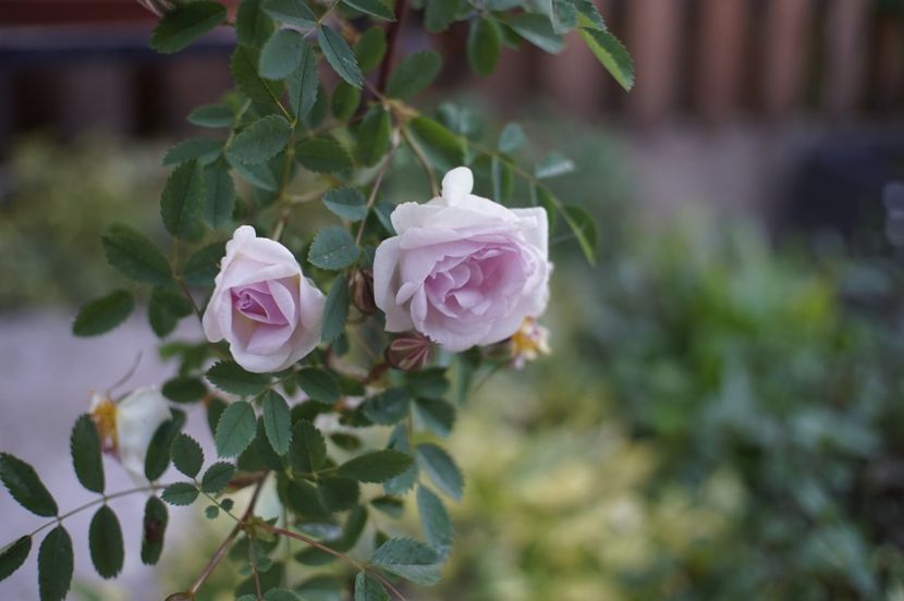  - Burnet Double Pink