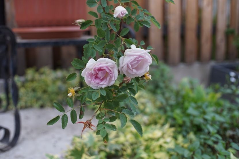  - Burnet Double Pink