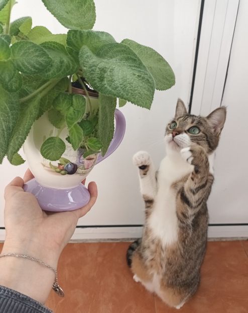  - Episcia - a opta minune a lumii