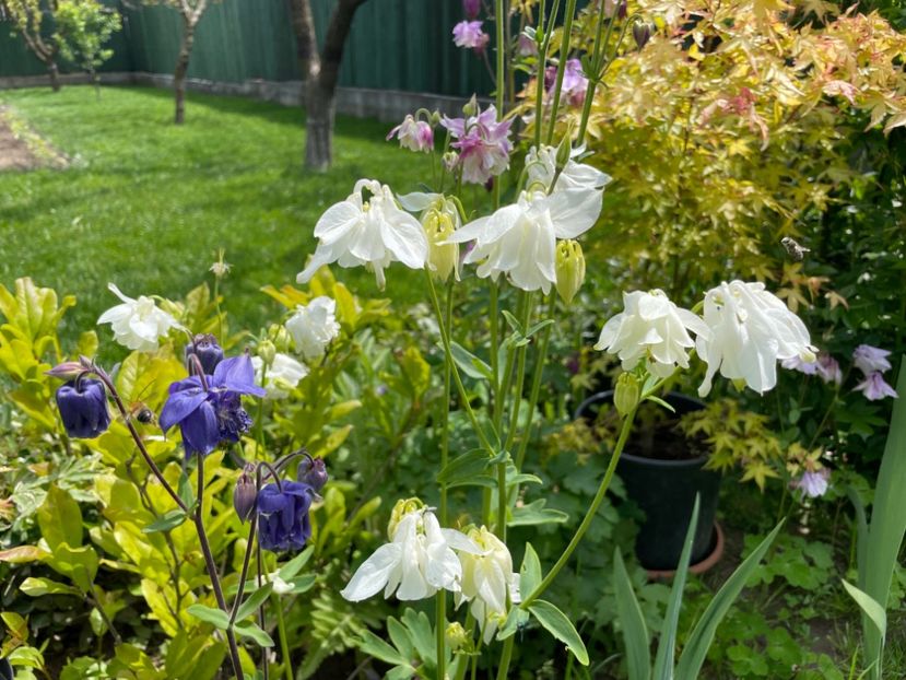 5F9711AB-8744-47AD-9728-2521A88BAD75 - 01 Primăvara 2023