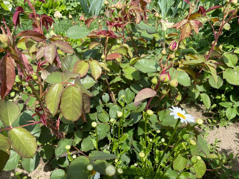 3306D180-1B73-45E4-9FE0-193DE1E518F7 - 01 Primăvara 2023