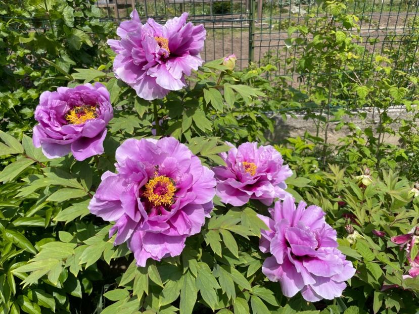 28CCA5C1-E5B7-42F7-BF55-A472AF2241F7 - 01 Primăvara 2023