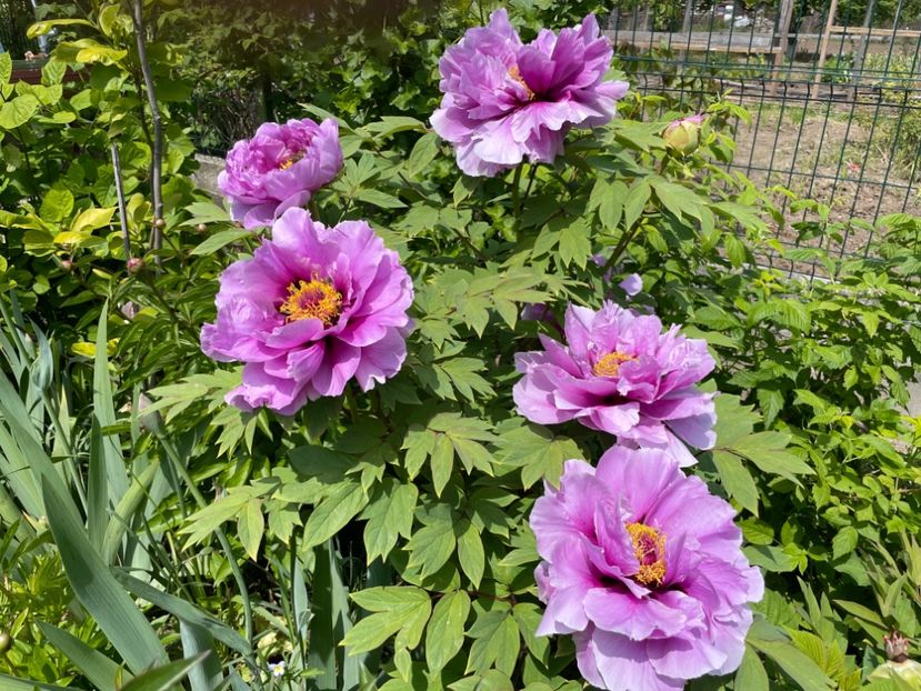 4C890B45-BBCC-478E-B75D-665C9BC40B26 - 01 Primăvara 2023