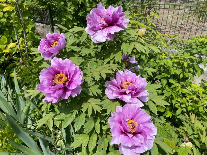 091B0FD0-AC14-4DAA-9AE7-4E81238F4264 - 01 Primăvara 2023