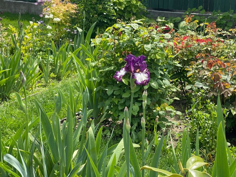 040B9172-5CEE-4A1C-B863-6E5738DDEE2B - 01 Iriși 2023