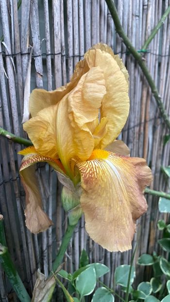 Casque D’Or - Irisi