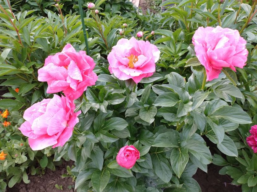 Paula Fay - 9-Bujori