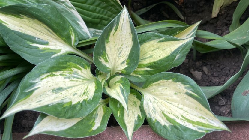 Christmas Candy - Hosta