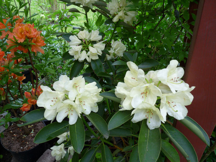 © - Azalee si Rhododendroni