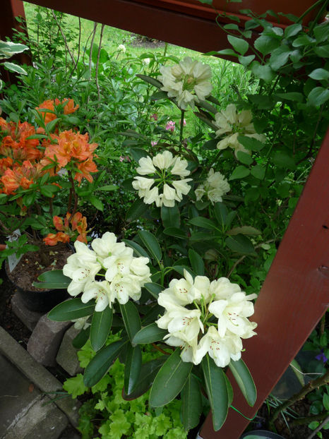 © - Azalee si Rhododendroni