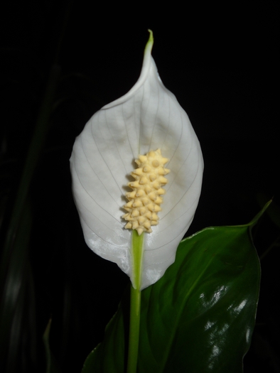 Spathiphyllum - Crinul pacii