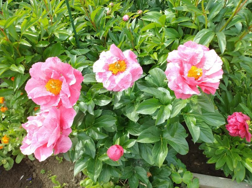  - Flori de gradina-2023