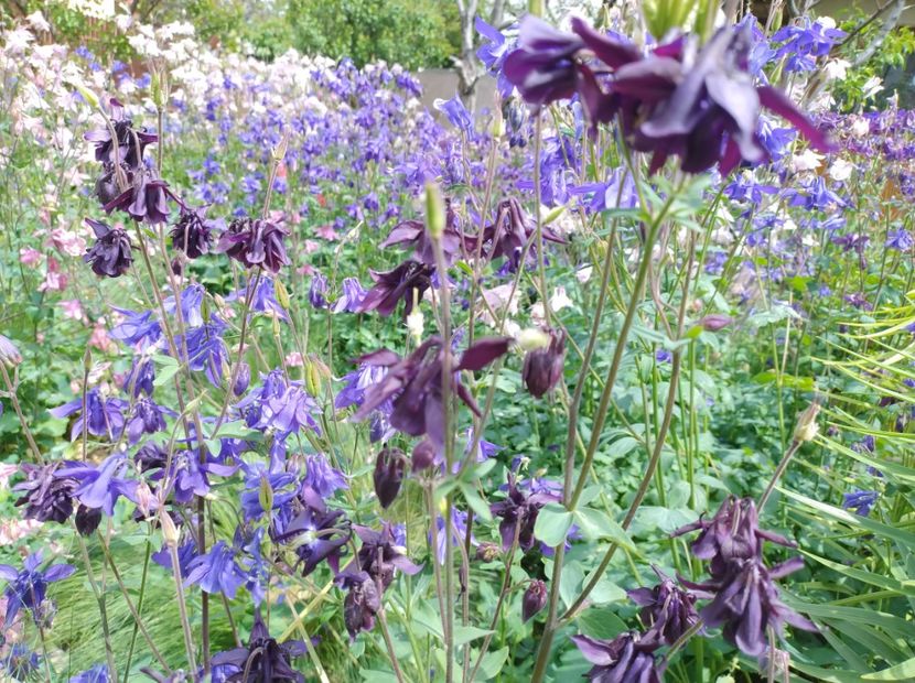  - Flori de gradina-2023