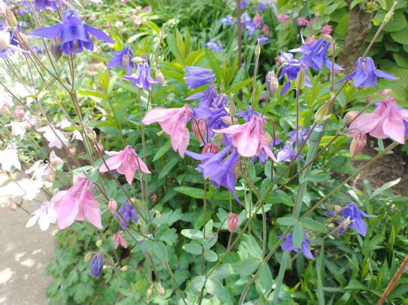  - Flori de gradina-2023