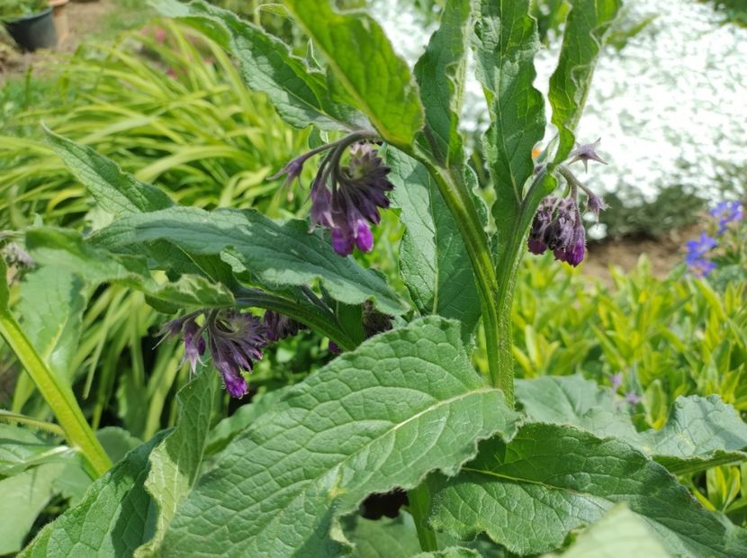  - Flori de gradina-2023