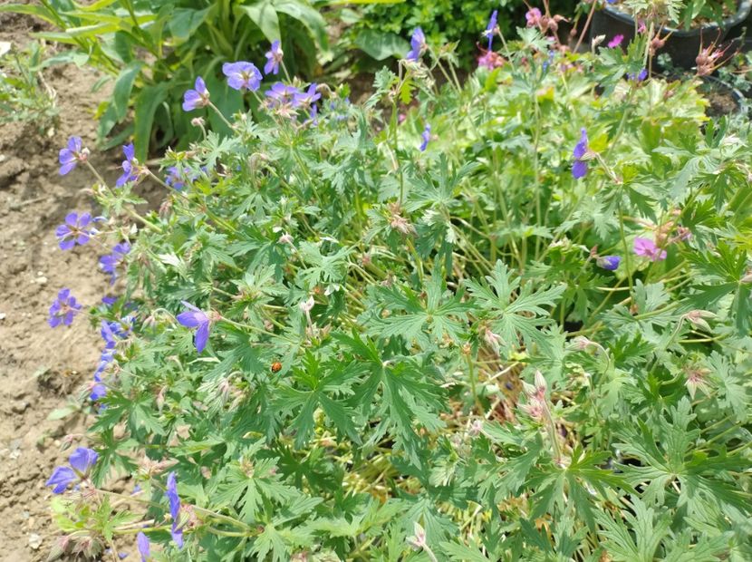 Geranium - Flori de gradina-2023