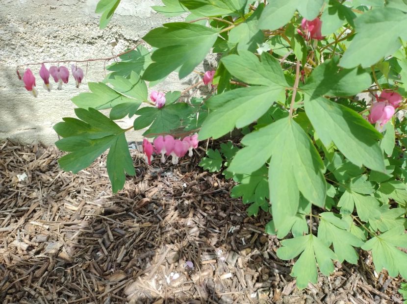  - Flori de gradina-2023