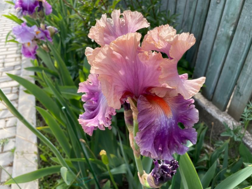 964F037A-7AFA-4E16-9135-8583F21EB7B2 - 01 Iriși 2023