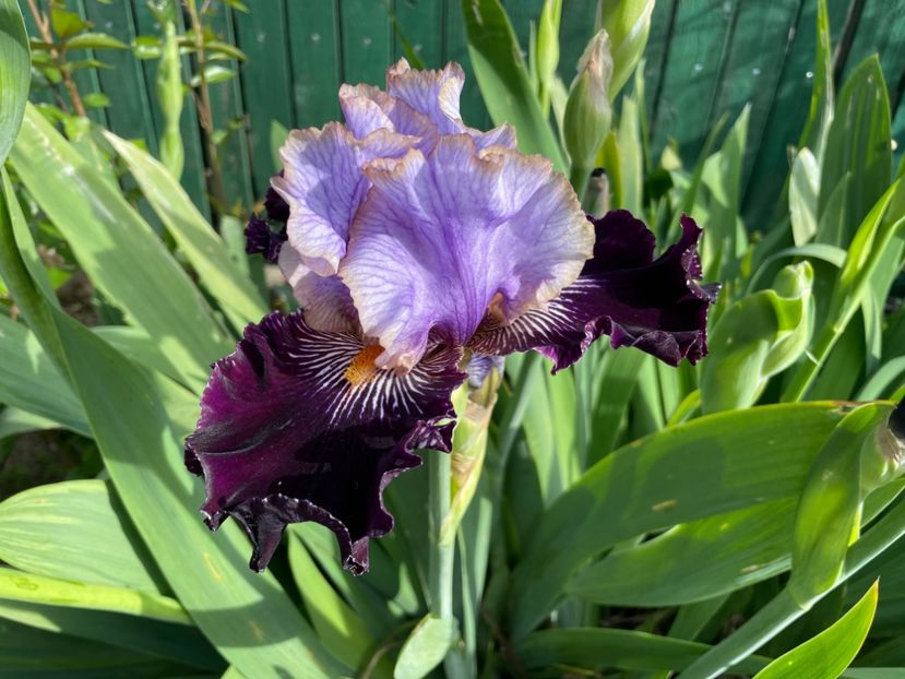 852408EC-9C34-42EB-9545-CF4FD555A6CC - 01 Iriși 2023